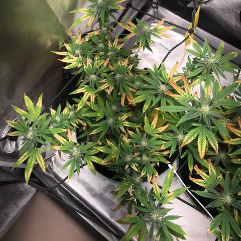 Cheese growlog timeline photo