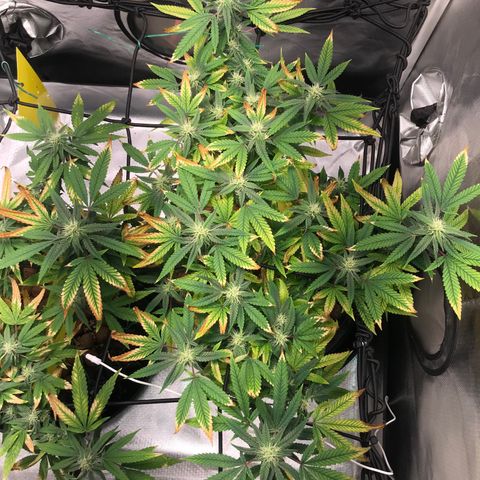 Amnesia Haze growlog timeline photo