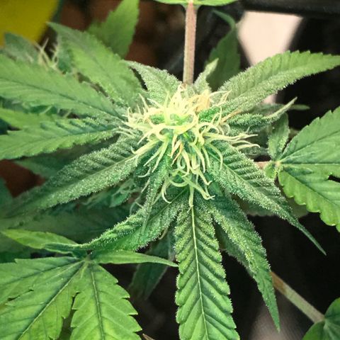 Cheese growlog timeline photo