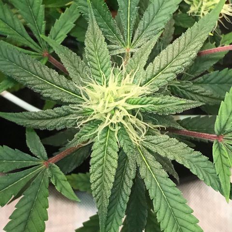 Amnesia Haze growlog timeline photo