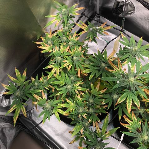 Cheese growlog timeline photo