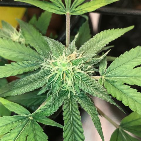 Cheese growlog timeline photo