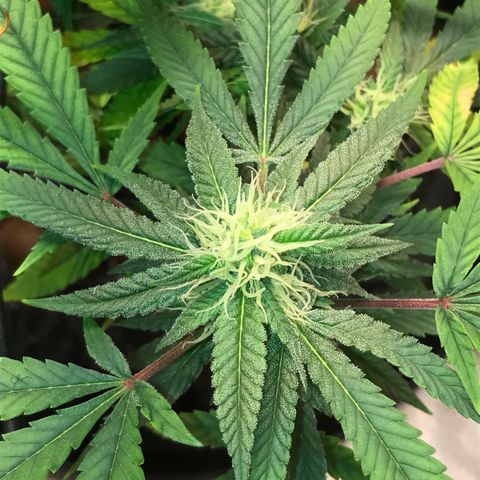Amnesia Haze growlog timeline photo