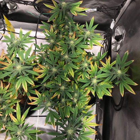 Amnesia Haze growlog timeline photo