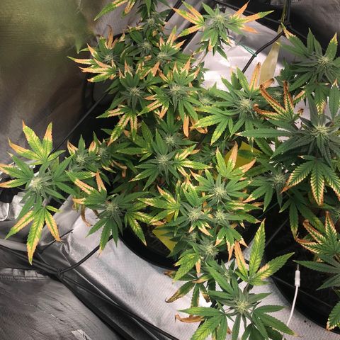 Cheese growlog timeline photo