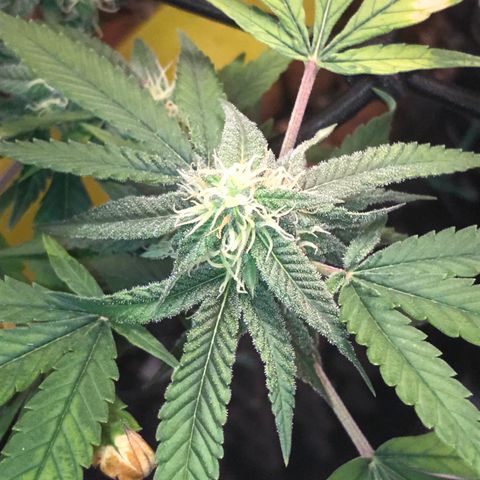 Cheese growlog timeline photo