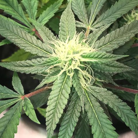 Amnesia Haze growlog timeline photo