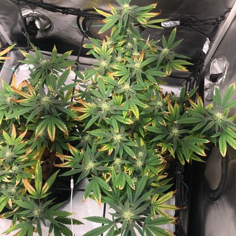 Amnesia Haze growlog timeline photo