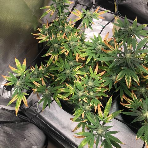 Cheese growlog timeline photo