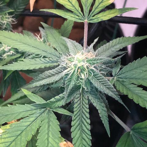 Cheese growlog timeline photo