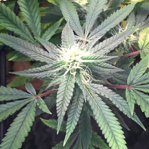 Amnesia Haze growlog timeline photo