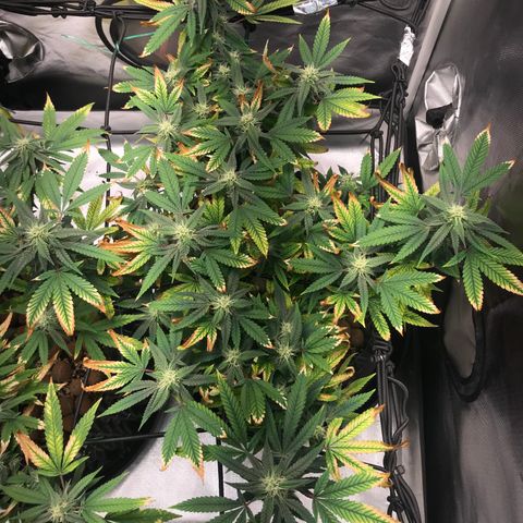 Amnesia Haze growlog timeline photo