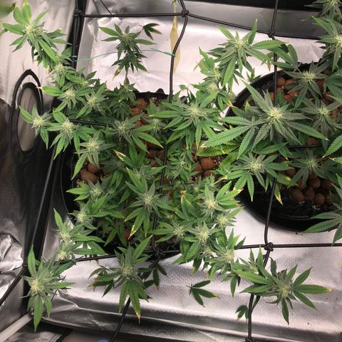 Cheese growlog timeline photo