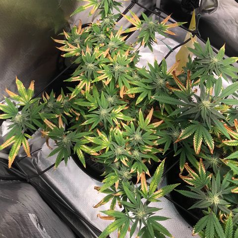 Cheese growlog timeline photo