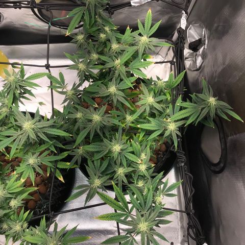 Amnesia Haze growlog timeline photo
