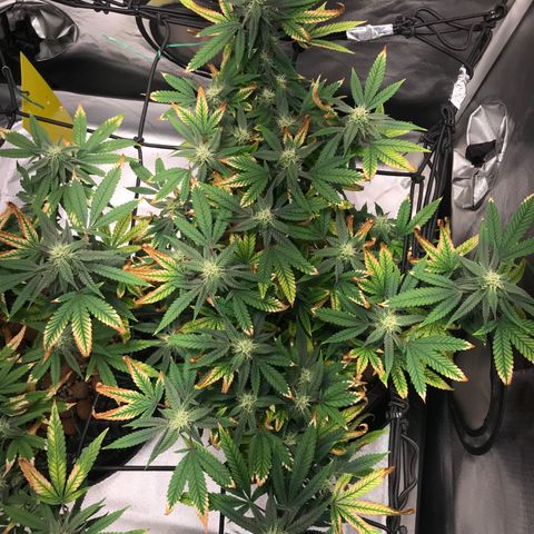 Amnesia Haze growlog timeline photo