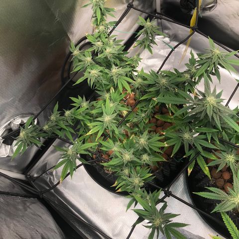Cheese growlog timeline photo