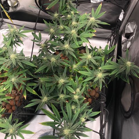 Amnesia Haze growlog timeline photo