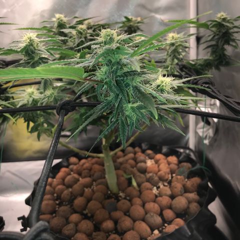 Amnesia Haze growlog timeline photo