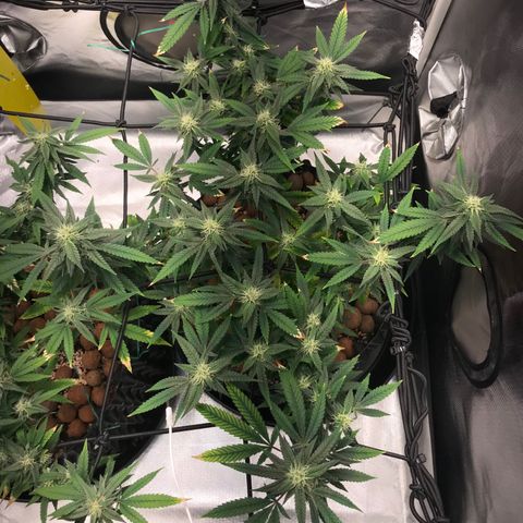 Amnesia Haze growlog timeline photo