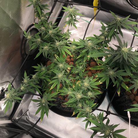 Cheese growlog timeline photo