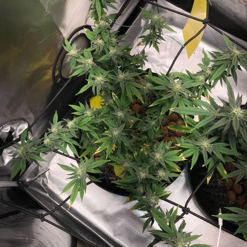 Cheese growlog timeline photo