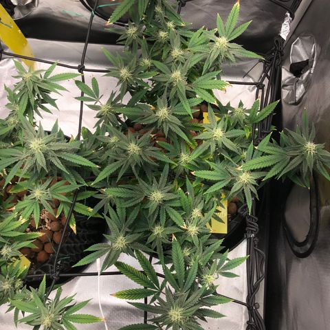 Amnesia Haze growlog timeline photo
