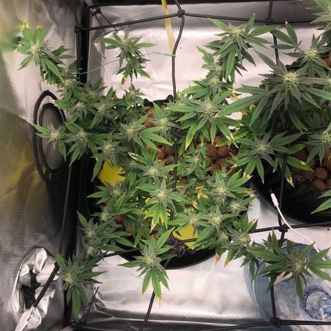 Cheese growlog timeline photo