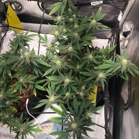 Amnesia Haze growlog timeline photo