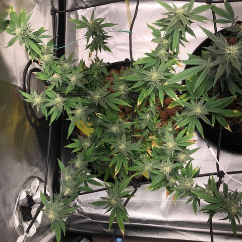 Cheese growlog timeline photo