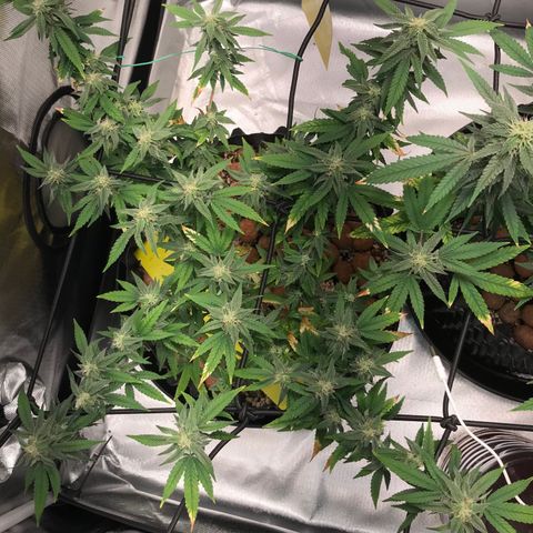 Cheese growlog timeline photo