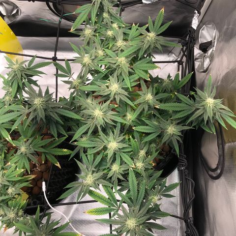 Amnesia Haze growlog timeline photo