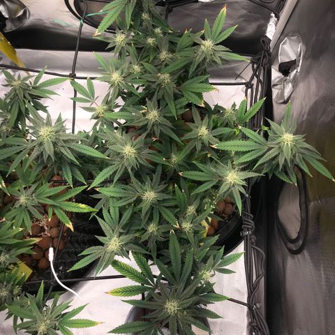 Amnesia Haze growlog timeline photo
