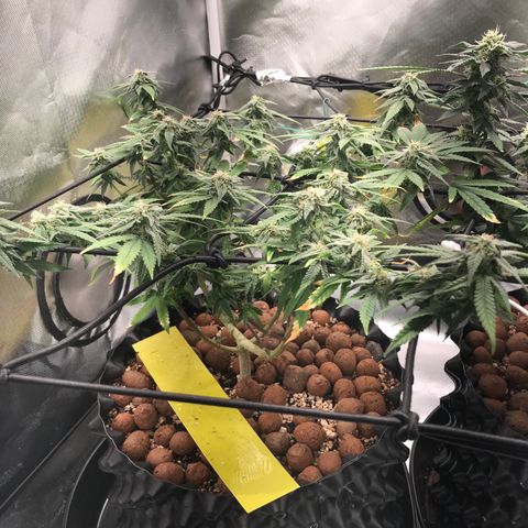 Cheese growlog timeline photo