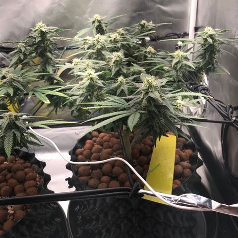 Amnesia Haze growlog timeline photo