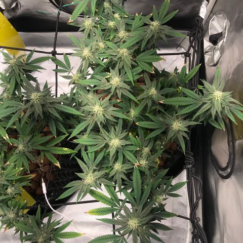 Amnesia Haze growlog timeline photo