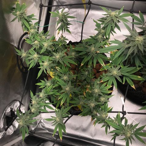 Cheese growlog timeline photo