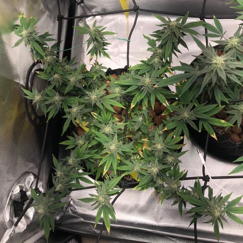 Cheese growlog timeline photo