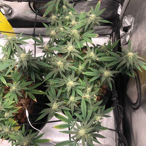 Amnesia Haze growlog timeline photo