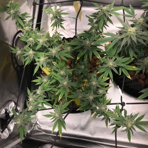 Cheese growlog timeline photo