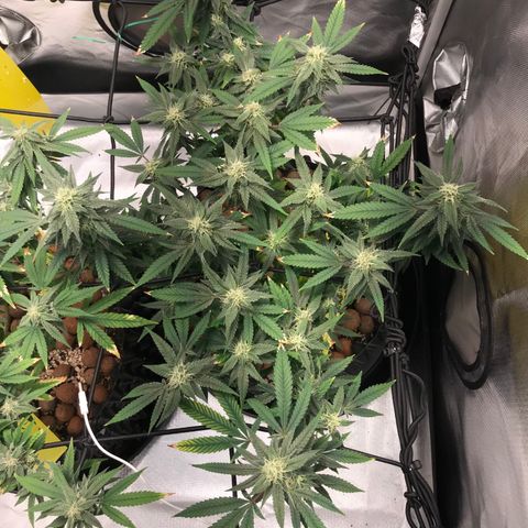 Amnesia Haze growlog timeline photo
