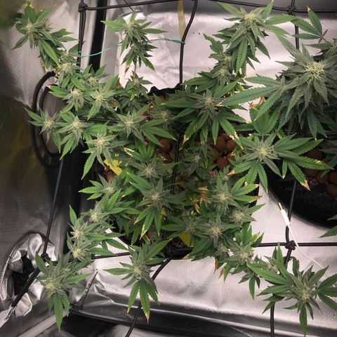 Cheese growlog timeline photo