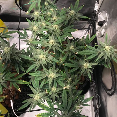Amnesia Haze growlog timeline photo