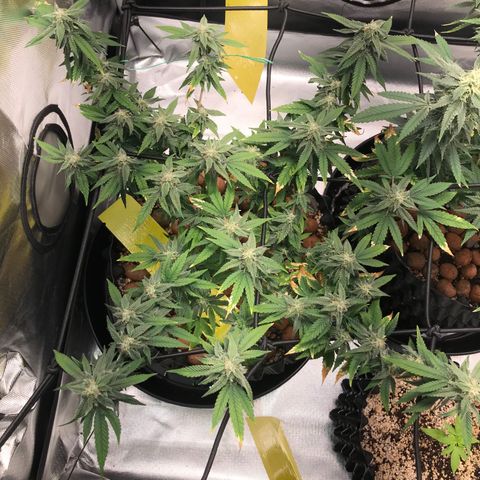 Cheese growlog timeline photo