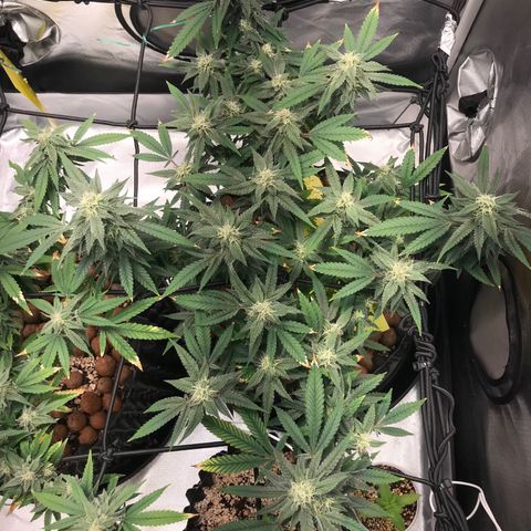 Amnesia Haze growlog timeline photo
