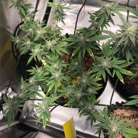 Cheese growlog timeline photo