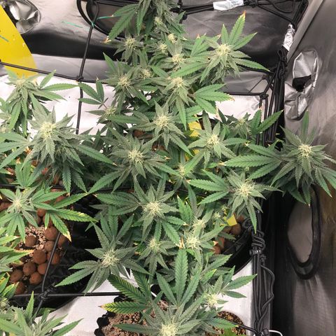 Amnesia Haze growlog timeline photo