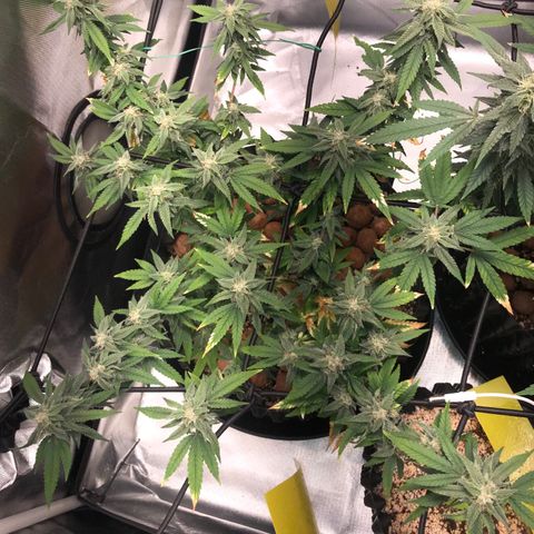 Cheese growlog timeline photo