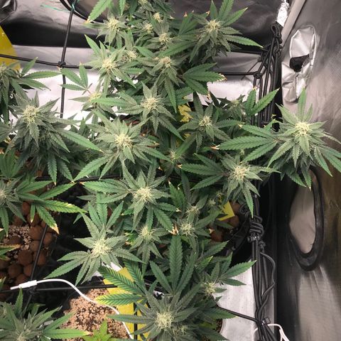 Amnesia Haze growlog timeline photo