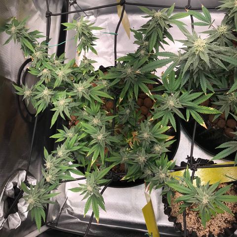 Cheese growlog timeline photo